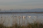 Swans in Rice Field