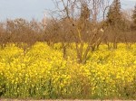 Mustard in fruit orchard