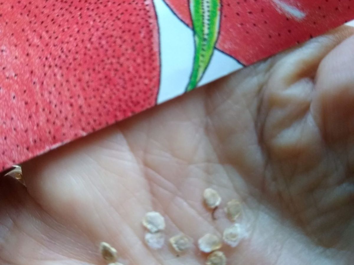 Every Seed Holds a&nbsp;Story